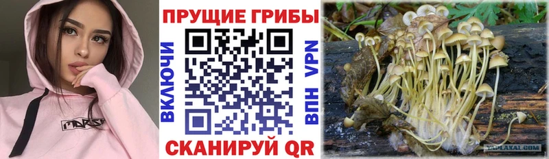 Галлюциногенные грибы прущие грибы  цена   Калтан 